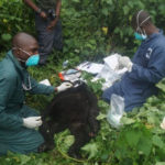 Gorilla Doctors treat severe snare injury in a juvenile mountain gorilla in Virunga National Park