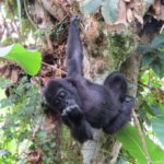 Orphaned Grauer’s Gorilla Transferred to GRACE