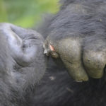 Two Kyagurilo Gorillas Injured in Altercation Between Groups
