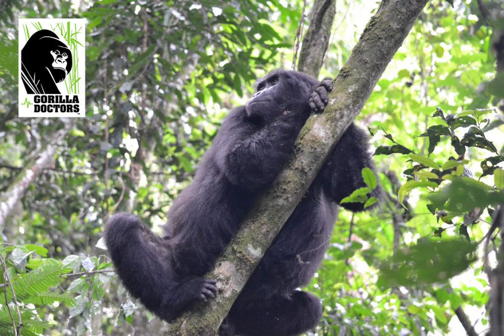 Adult resting in a tree