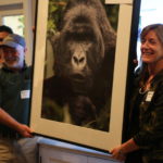 Gorilla Doctors, gorillas, fundraiser, great apes, veterinary medicine