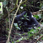 Silverback Bukima Treated for Respiratory Infection