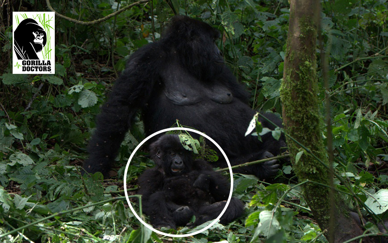 Baby gorilla Yalala and mother Mahisho
