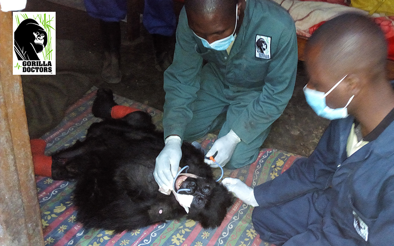 Gorilla Doctors veterinarians treat orphan gorilla Yalala