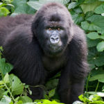 Orphan Mountain Gorilla Maisha Passes Away at Senkwekwe Center