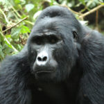 Intra-Group Fight In Bwindi's Bweza Group Leaves Silverbacks Injured