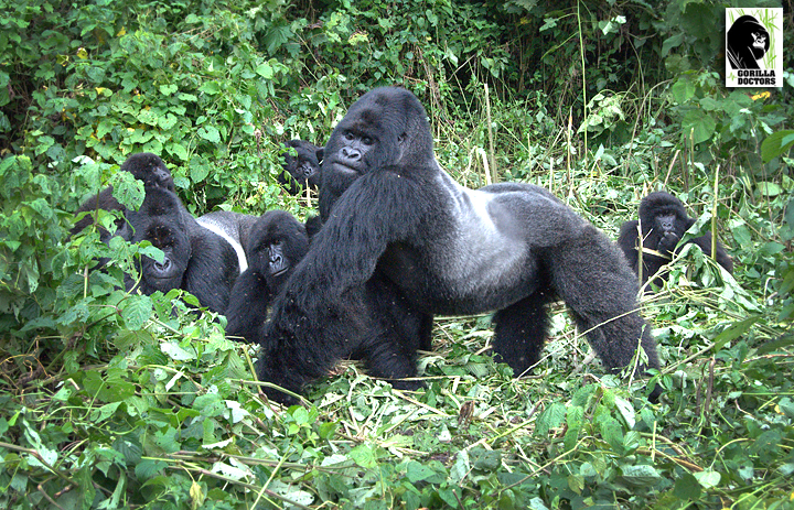 赤ちゃんゴリラの治療をするドクターにボスゴリラがとった感動的な行動に拍手 株式会社 Mountain Gorilla