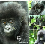 New Mountain Gorilla Babies Named in 13th Annual Kwita Izina Ceremony