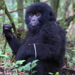 Silverback Bukima Protects Intervention Team as Field Vets Work to Free Ensnared Baby