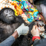 Pungwe Group Grauer's Gorilla Baby in Kahuzi Biega National Park Freed from Wire Snare