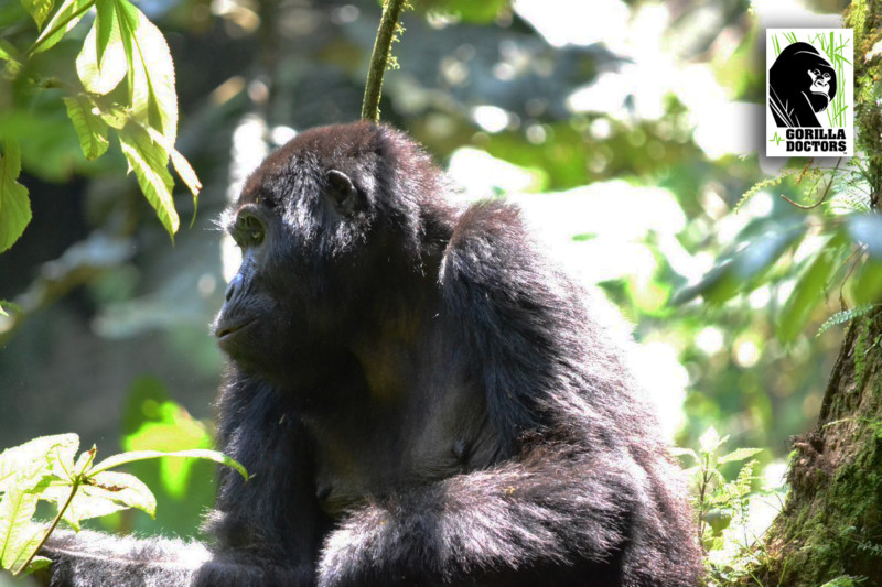 adult female mountain gorilla Malaika watching over her family