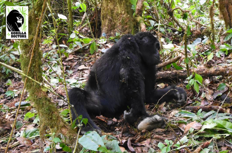 wild mountain gorilla buzinza waking up from anaesthesia