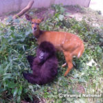 UPDATE: Rescued Gorilla Orphan Musuka (a.k.a. Yalala)