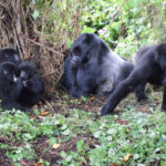 Mountain gorilla family resting in Virunga National Park