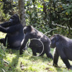 Rushegura gorilla family spending time together