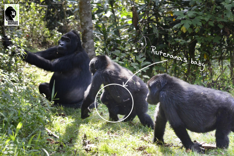 Rushegura gorilla family spending time together