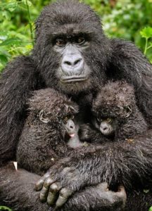 A mother gorilla with two babies