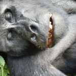 blackback gorilla Kalembezi under treatment