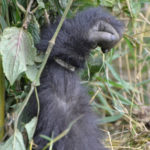 Gorilla arm in rope snare