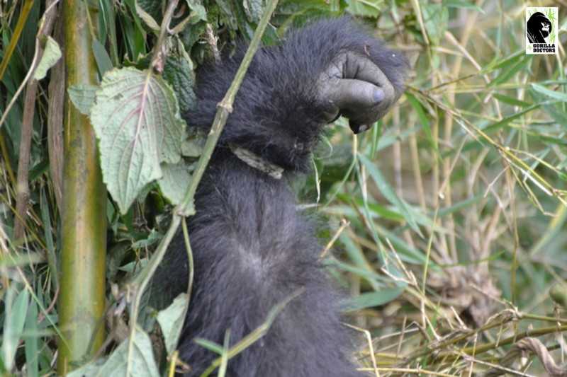 Gorilla arm in rope snare