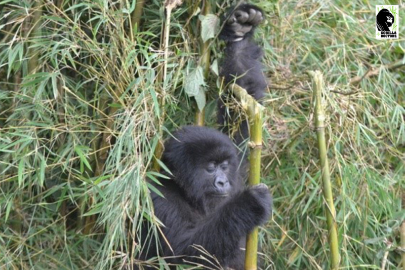 Young gorilla with arm caught in snare set by poachers
