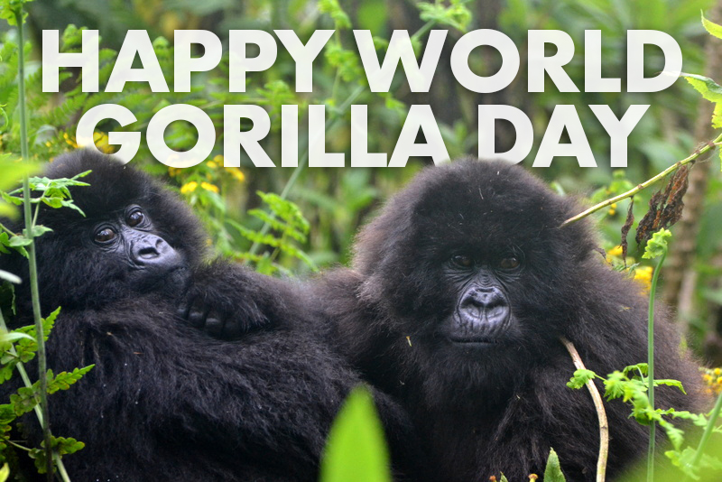 World Gorilla Day 2022 New Years Day 2023