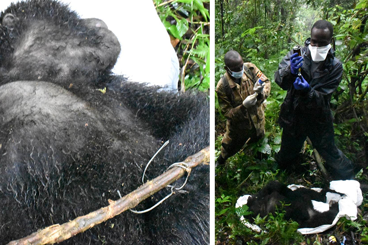 Gorilla Doctors in Uganda remove poachers snare from gorilla arm