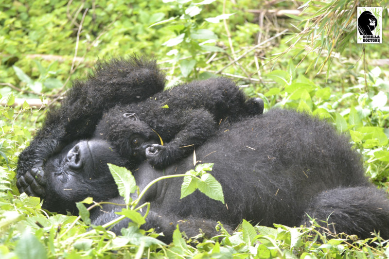 mother gorilla and baby resting