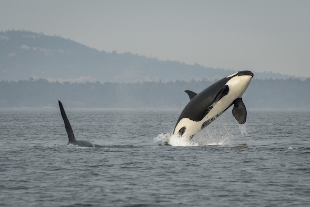 killer whale mother and baby