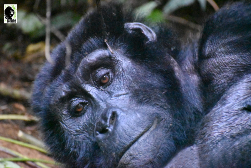 Closeup of female gorilla in Bwindi Impenetrable National Park