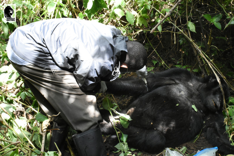 Veterinarian administering antibiotics to wild gorilla's injured arm