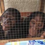 Gorilla Doctors Perform Health Checks on Confiscated Primates in DR Congo