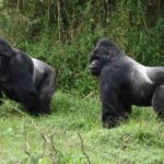 Mafia the Silverback Mountain Gorilla: An Unusual Case