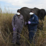 Gorilla Doctors Treat Another Elephant with Snare