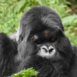 Mountain Gorilla Respiratory Infection: Mafunzo Group, Volcanoes National Park, Rwanda