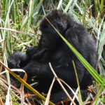 Gorilla Doctors impact on Grauer's Gorillas: Iragi's new baby