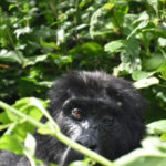 Two Mountain Gorilla Clinical Interventions - Notes from the Field