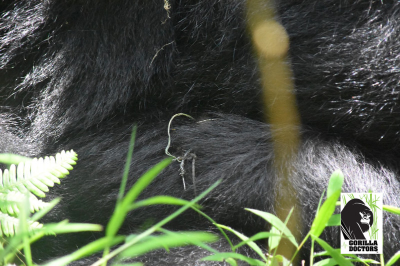 Young gorilla trapped in poacher's snare saved by park rangers in