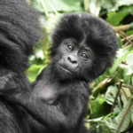 BREAKING: New Mountain Gorilla Numbers Announced!