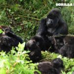 Gorilla Doctors Treat Mountain Gorillas for Respiratory Infection