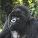 Silverback Munyinya Treated for Respiratory Infection