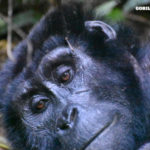 Mountain Gorilla Shida Receives Ongoing Treatment