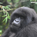 Lightning Strikes Mountain Gorillas in Uganda