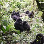 Meet the Largest Mountain Gorilla Group in Virunga National Park