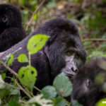 Did you Know (Part 2 of 4): Keeping Gorillas Healthy Everyday