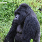 Gorilla Doctors Treat Lead Silverback of Hirwa Group