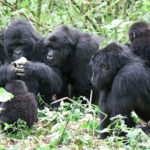 How you can help gorillas in an increasingly virtual world