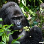 Silverback Rafiki: Mountain Gorilla Killed by Poachers in Uganda