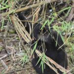 Infant Mountain Gorilla Rescued from Snare in Volcanoes National Park