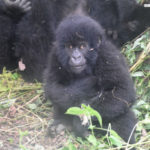 Gorilla Doctors Rescue Infant Mountain Gorilla from Snare